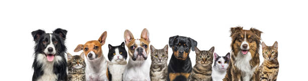 Large group of cats and dogs looking at the camera on blue background stock photo