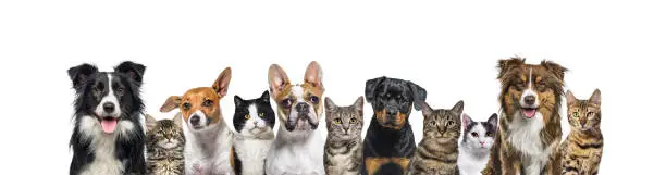 Photo of Large group of cats and dogs looking at the camera on blue background