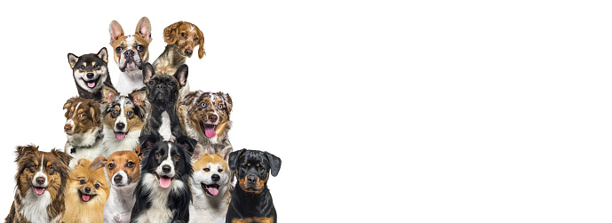 Large group of dogs looking at the camera on blue background