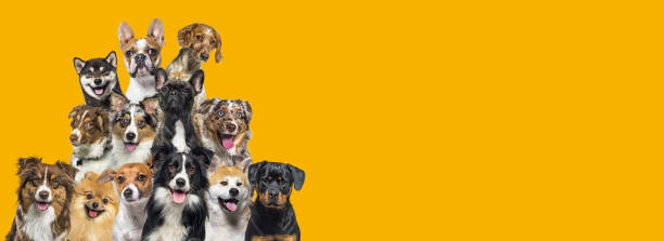 un grupo de perros mirando en todas direcciones sobre fondo amarillo oscuro - group of dogs fotografías e imágenes de stock
