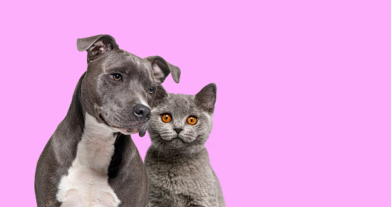 American Staffordshire Terrier dog and british shorthair cat together on pink background