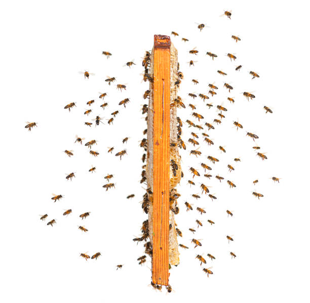 swarm of bees flying towards a hive frame, isolated on a white background