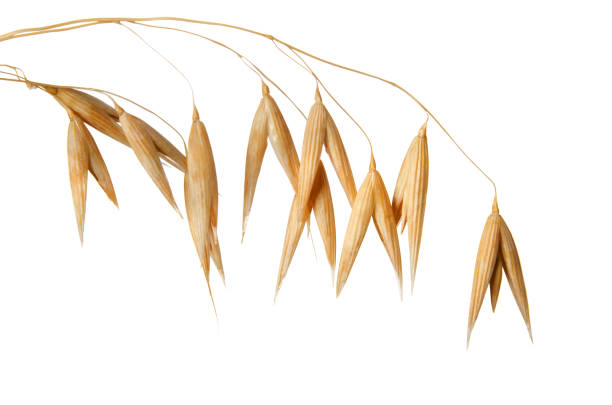 istock Oats grain set isolated on white background 1434989673
