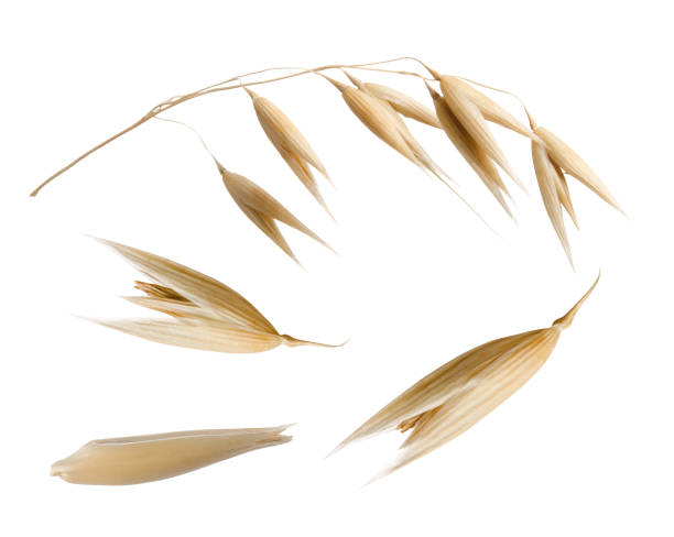 istock Oats grain set close-up isolated on white background 1434989675