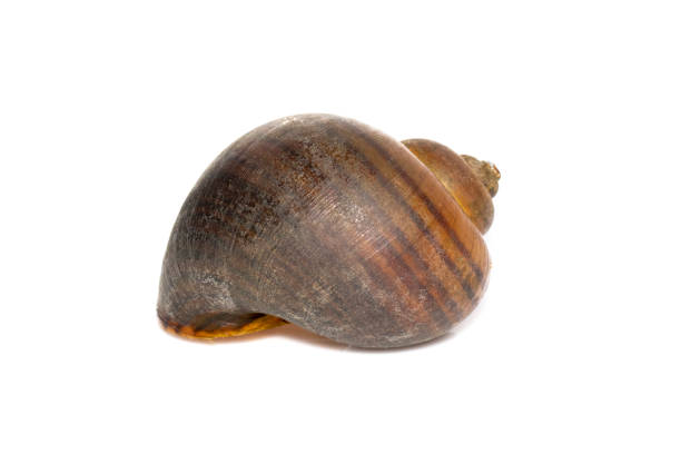 Image of apple snail (Pila ampullacea) isolated on white background. Animal. stock photo