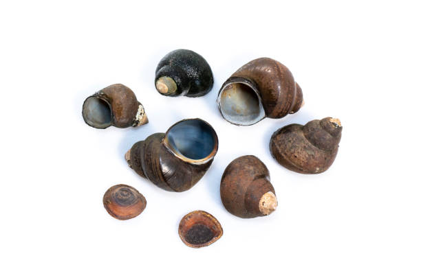 istock Group of river snail (Filopaludina martensi) isolated on white background. Animal. 1434992372