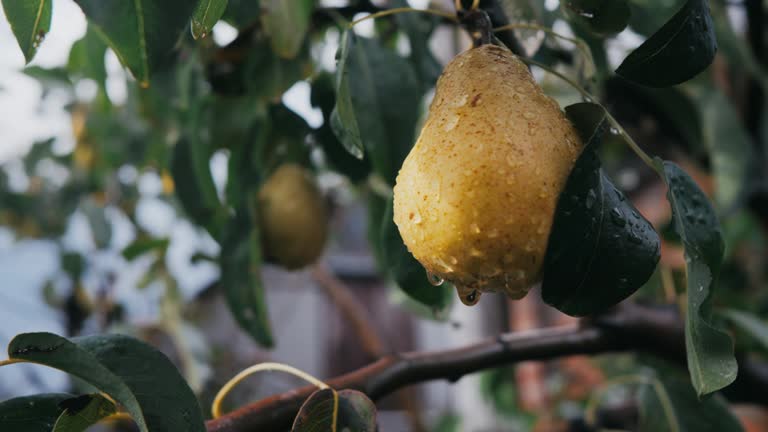 Fresh ripe juicy pears with drops after rain.