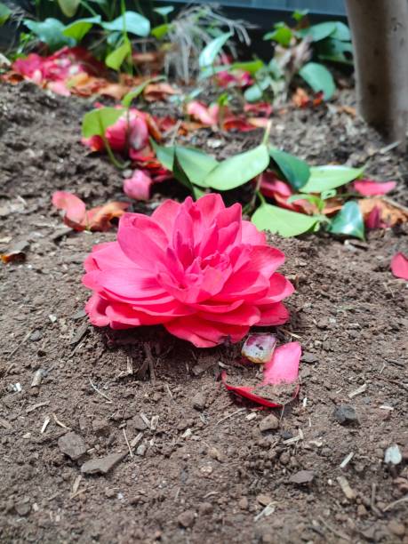 istock Japanese camellia on dirt ground with leaves 1434995365