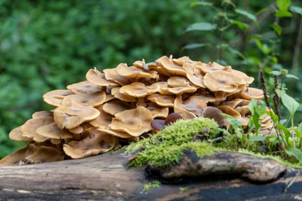 istock Mushrooms growing near a mossy tree trunk in the autumn forest 1434995975