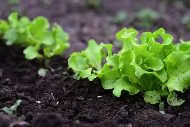Lambs lettuce, cornsalad in a sunny bed
