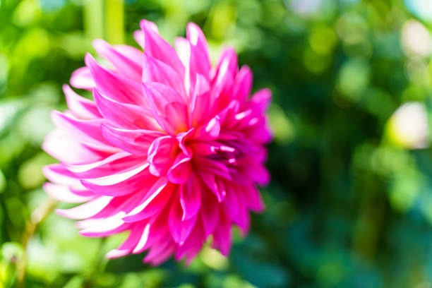 Dahlia flower in the garden