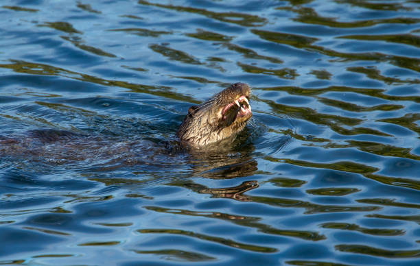 istock Otter from lower moor farm 1434999498
