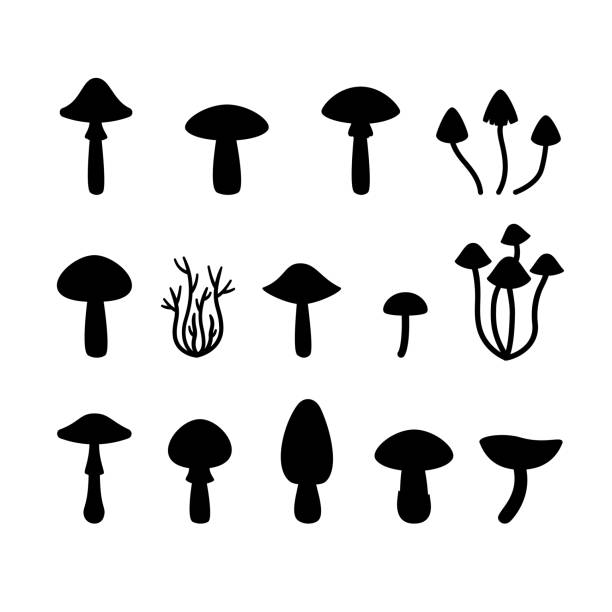 illustrazioni stock, clip art, cartoni animati e icone di tendenza di imposta le sagome dei funghi neri su uno sfondo trasparente. illustrazione decorativa per sabbiatura, taglio laser e plotter - fungo ombrelliforme