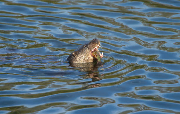 Otter from lower moor farm