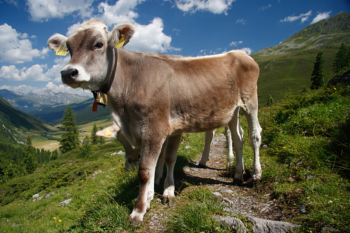 Brown and white spotted cow isolated on white background. Photography was taken in Austrian Alps.