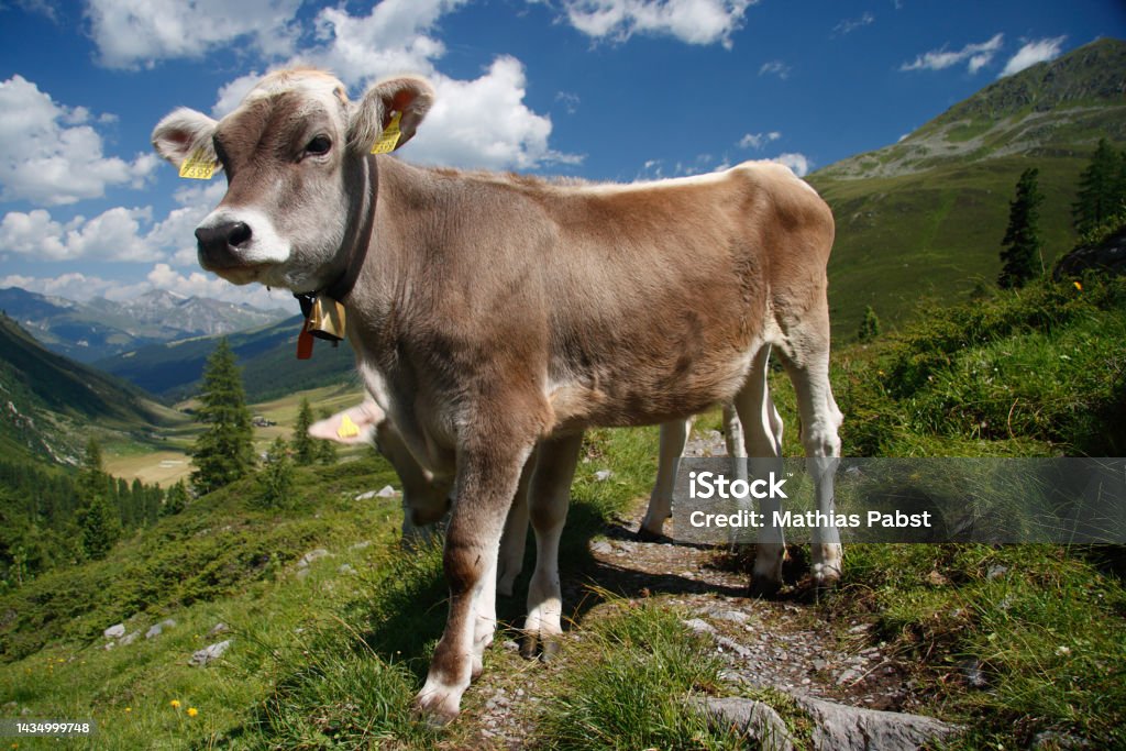 brown swiss cow on mountain pasture in Switzerland Agriculture Stock Photo