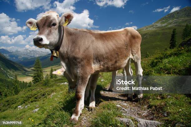 Brown Swiss Cow On Mountain Pasture In Switzerland Stock Photo - Download Image Now - Agriculture, Animal, Animal Body Part