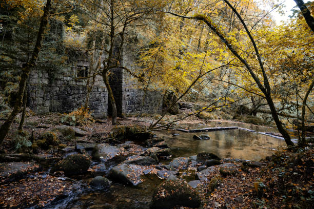 reserva natural kennall vale cornwall y trabajos de pólvora - glade england autumn forest fotografías e imágenes de stock