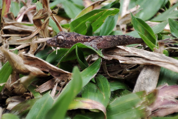 istock House lizard looking for food among the grass. 1435000928