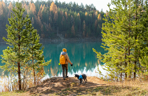 Young tourist woman with yellow backpack walking with mixed breed Bedlington Whippet dog in blue harness near lake against autumn pine forest pet adoption traveling with dog