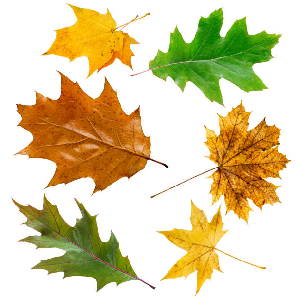 Several maple leaves at different color stages isolated on a white background.