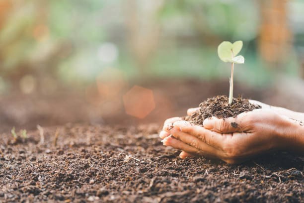 woman's hand with a tree She is planting, environmental conservation concept Protect and preserve resources plant trees to reduce global warming use renewable energy conservation of natural forests. la mano de una mujer con un árbol ella está plantando, concepto de conservación ambiental proteger y preservar los recursos plantar árboles para reducir el calentamiento global utilizar energía renovable conservación de los bosques naturales.