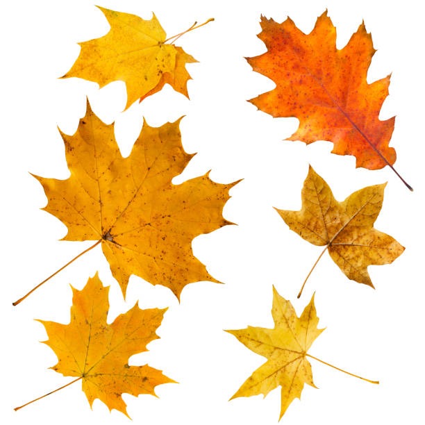 istock Set of colorful maple leaves on white. 1435006158