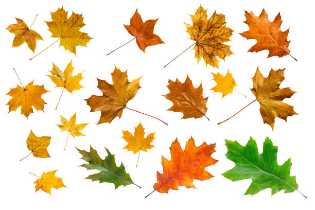 istock Set of colorful maple leaves on white. 1435006315