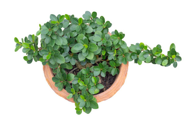 Top view of Ficus microcarpa in pot isolated on white background included clipping path. Top view of Ficus microcarpa in pot isolated on white background included clipping path. chinese banyan bonsai stock pictures, royalty-free photos & images