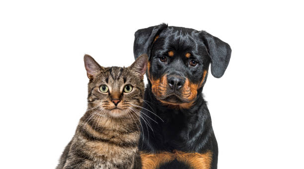 istock Tabby striped mixed-breed cat and rottweiler dog looking at camera, isolated on white 1435008860
