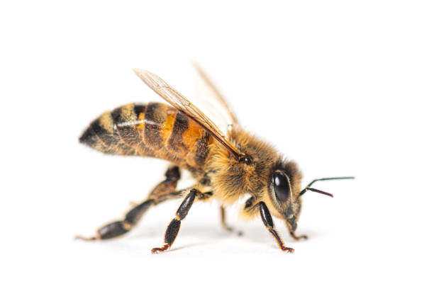 bee on a leaf doing its toilet