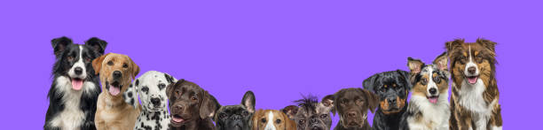 紫色の背景に犬の大きなグループが一列に並んでいるバナー - medium group of animals 写真 ストックフォトと画像