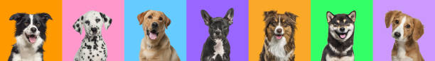 banner, collage de múltiples fotos de retratos de cabeza de perro sobre un fondo multicolor de una multitud de diferentes colores brillantes. - group of dogs fotografías e imágenes de stock