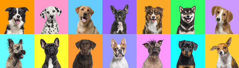 Banner, Collage of multiple dogs head portrait photos on a multicolored background of a multitude of different bright colors.