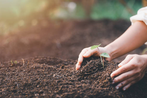 istock Woman's hands scooping soil to plant trees, environmental conservation concept Protect and preserve resources plant trees to reduce global warming use renewable energy conservation of natural forests 1435009148