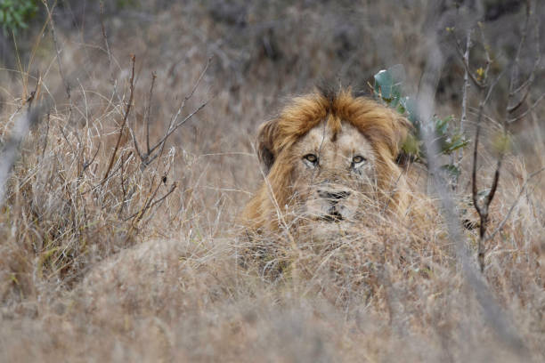 istock African lion male 1435010287