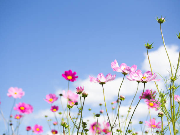 istock Cosmos flower field under blue sky 1435010356