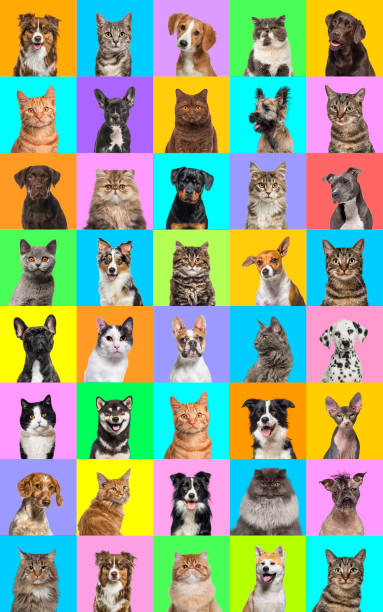 collage aus mehreren headshot-fotos von hunden und katzen auf einem mehrfarbigen hintergrund aus einer vielzahl von verschiedenen hellen farben. - dog group of animals variation in a row stock-fotos und bilder