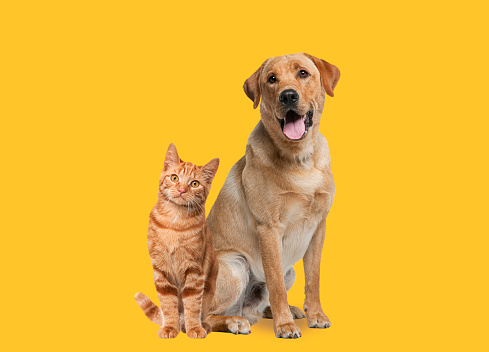 Labrador retriever dog panting and ginger cat sitting in front of dark yellow background