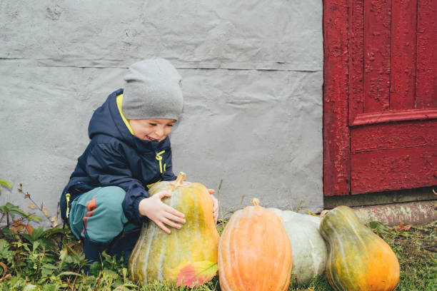 cheerful child tries to lift a huge pumpkin - picking up flash imagens e fotografias de stock