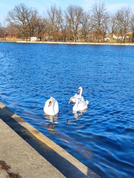 istock Swans on the lake. 1435012151