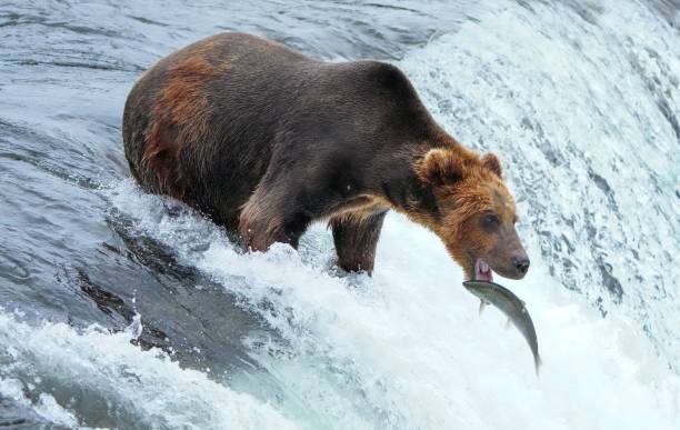 istock Large brown grizzly bear stretching to catch a fish in a waterfall 1435013368