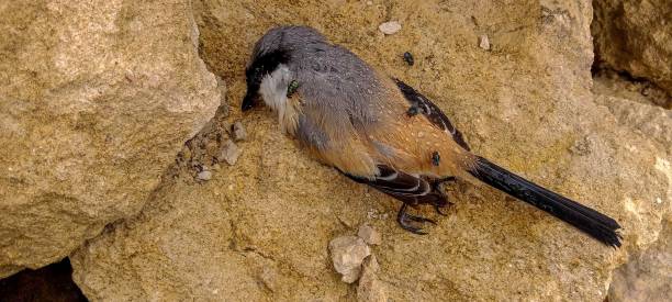 toter vogelwürger. ein totes exemplar von passer domesticus oder haussperling. es ist einer der üblichen vögel in ländlichen und städtischen umgebungen - sand dune stock-fotos und bilder