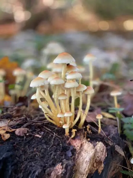 Photo of Close up of Mushrooms