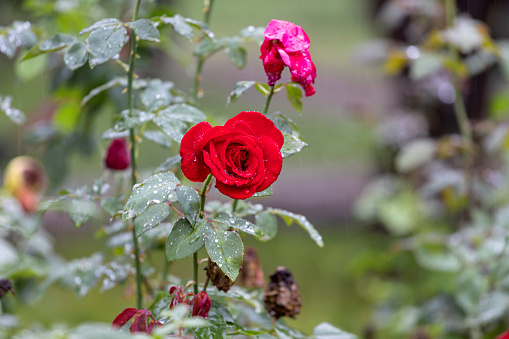 Red tea rose in raindrops on a blurred natural background
