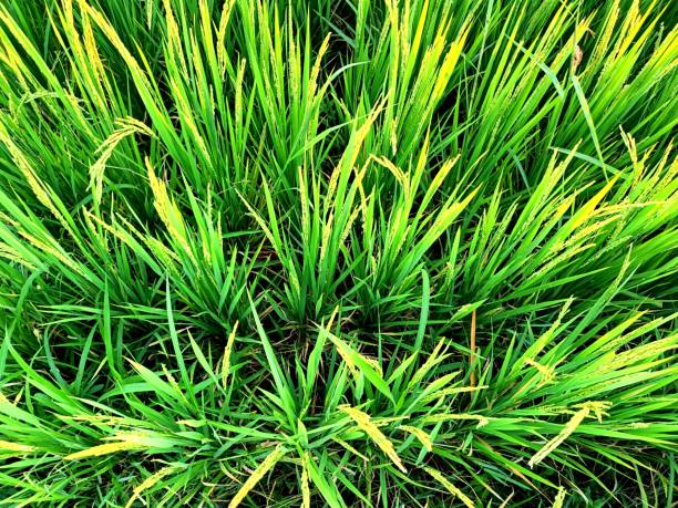 Rice field of grow