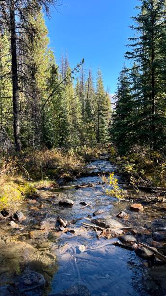 Moose lake trail at Maligne lake during autumn stock photo