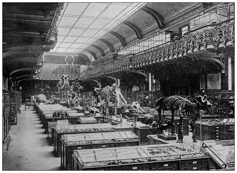 Antique image: French National Museum of Natural History, Gallery of Paleontology