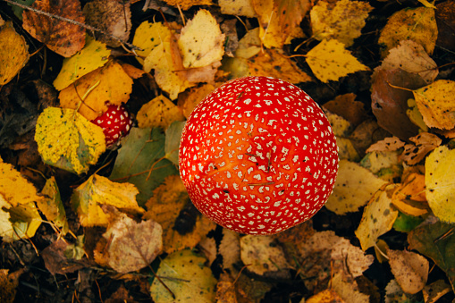 Close-up of a false umbellate mushroom fly agaric in the forest against the background of autumn leaves. soft focus, mystical mushroom for witchcraft, esotericism. view from above.
