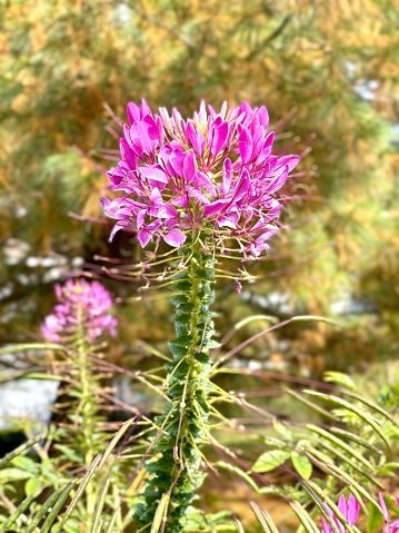Pink Spiny Spider flower that blooms in the Fall